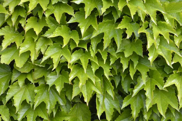 Baharda beton duvarda Boston Sarmaşığı - Latince adı - Parthenocissus triscupipidata