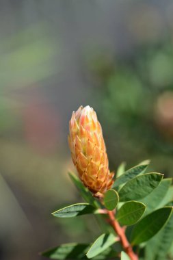 Latince adı Callistemon Laevis olan Scarlet şişe fırçası şubesi. 