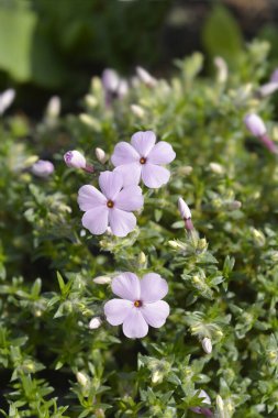 Douglas Moss Phlox pembe çiçekler - Latince adı - Phlox douglasii Leylak Bulutu