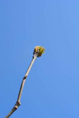 Çiçek tomurcuklu çiçek dalı - Latince adı - Fraxinus Ornus Louisa Lady