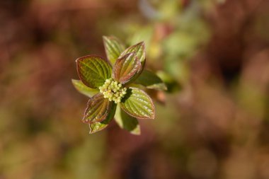 Çiçek tomurcuklu Dogwood dalı - Latince adı - Cornus sanguinea Kış ortası Ateşi
