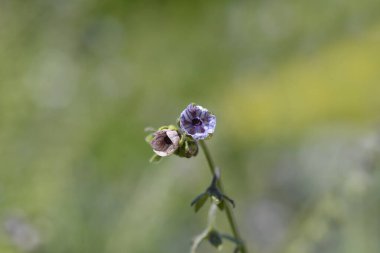 Girit mavisi tazı dili çiçeği - Latince adı - Cynoglossum creticum