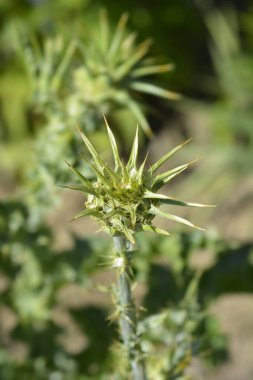 Süt devedikeni tomurcuğu - Latince adı - Silybum marianum