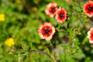 Nepal Cinquefoil çiçekleri - Latince adı - Potentilla nepalensis