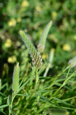 Dar yapraklı kırmızı yonca tomurcukları - Latince adı - trifolium angustifolium