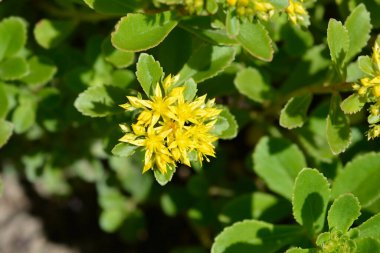 Turuncu Stonecrop sarı çiçekleri, Latince adı Sedum Kamtschaticum var. Floriferum Weihenstephaner Altın