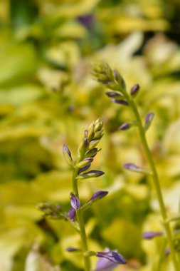 Nilüfer çiçekleri - Latince adı - Hosta August Moon