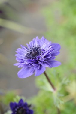 Kraliyet şakayığı çifte mavi çiçek - Latince adı Anemone Animo Double Blue
