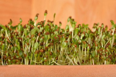Taze yonca filizlerinin yakın plan çekimi, ahşap bir arka planda yoğun bir şekilde büyüyen bir terasotta tenceresi.