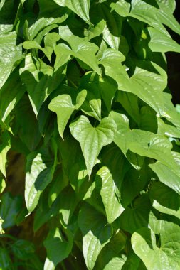 Siyah bryony yaprakları - Latince adı - Dioscorea Communis