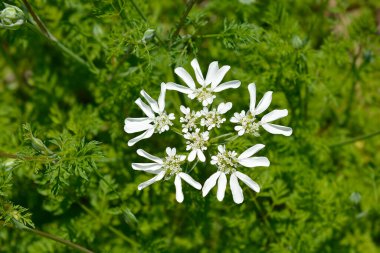 Beyaz lacivert - Latince adı - Orlaya grandiflora