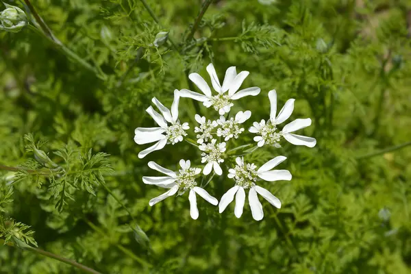 Beyaz lacivert - Latince adı - Orlaya grandiflora