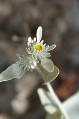 İnula çiçeği ve yaprakları - Latince adı - Inula verbascifolia