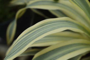 Çeşitli iğne yaprakları - Latince adı - Yucca filamentosa Cytrus twist