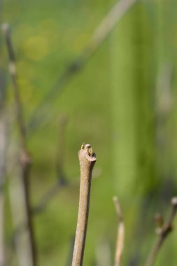 Kış tomurcuklu Çin tatlı çalıları - Latince adı - Calycanthus chinensis