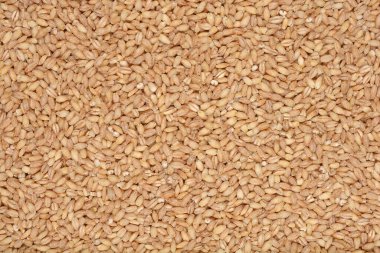 Yakın çekim çerçeveyi dolduran yoğun açık kahverengi arpa taneciklerini gösteriyor.