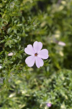 Douglas Moss Phlox pembe çiçekler - Latince adı - Phlox douglasii Leylak Bulutu