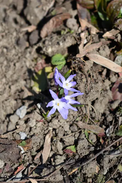 Kar mavisi çiçeklerinin Boissiers zaferi - Latince adı - Scilla luciliae