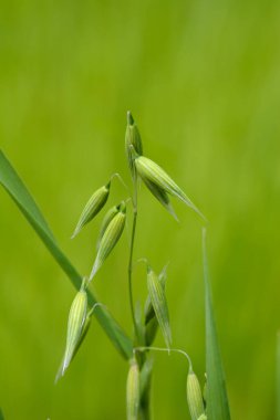 Tarlada yaygın yulaf - Latince adı - Avena sativa