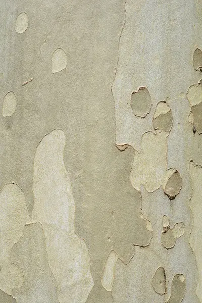 London plane bark detail - Latin name - Platanus x hispanica