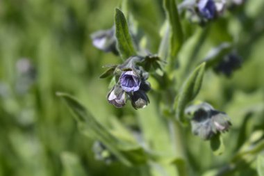 Mavi Houndstongue çiçekleri - Latince adı - Cynoglossum creticum