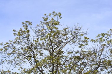Cennet ağacı mavi gökyüzüne karşı - Latince adı - Ailanthus altissima