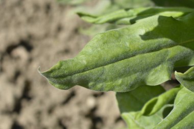 Mavi Houndstongue Latince adıyla Cynoglossum creticum 'dan ayrılıyor