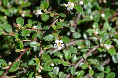 Bearberry cotoneaster Radyasyonu çiçekli - Latince adı - Cotoneaster dammeri Radicans