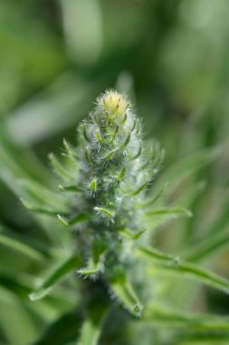 İtalyanca çiçek tomurcukları - Latince adı - Echium italicum