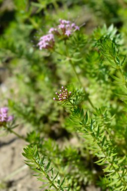Beyaz crosswort pembe çiçek tomurcukları - Latince adı - Phuopsis stylosa