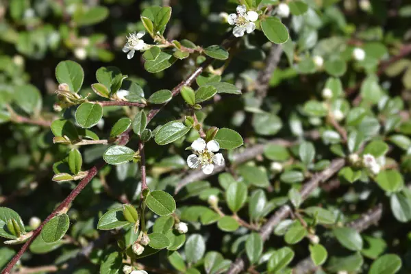 Bearberry cotoneaster Radyasyonu çiçekli - Latince adı - Cotoneaster dammeri Radicans