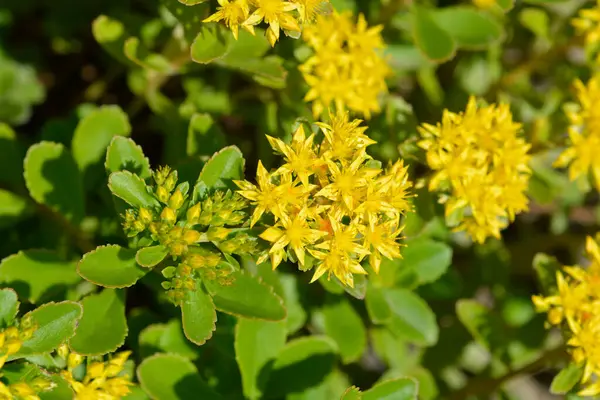 Turuncu Stonecrop sarı çiçekleri, Latince adı Sedum Kamtschaticum var. Floriferum Weihenstephaner Altın