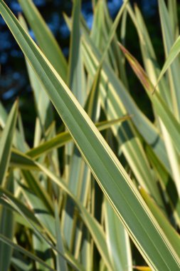 Değiştirilmiş Yeni Zelanda keten yaprağı detayı - Latince adı - Phormium tenax Variegatum