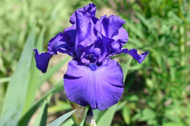 Uzun sakallı süsen çiçeği - Latince adı - Iris Royal Regency