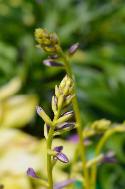 Nilüfer çiçekleri - Latince adı - Hosta August Moon