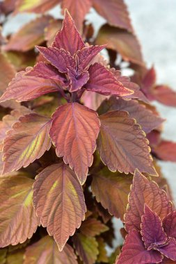 Boyanmış ısırgan otu yaprakları - Latince adı - Colleus scutellarioides