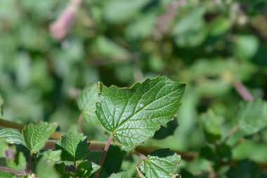 Güney Afrika yüksükotu yaprakları - Latince adı - Sesamum trilobum
