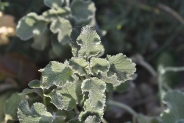Deniz tarağı Kabuğu Horehound yaprakları - Latince adı - Marrubium supinum