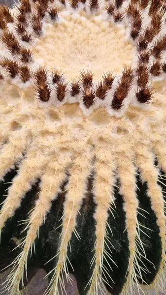 Altın fıçı kaktüs detayı - Latince adı - Kroenleinia grusonii