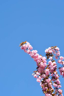Mavi gökyüzüne karşı pembe çiçekli Japon kiraz dalı - Latince adı - Prunus serrulata Kanzan