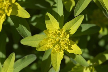 Yastık sarısı çiçek - Latince adı - Euphorbia epitymoides