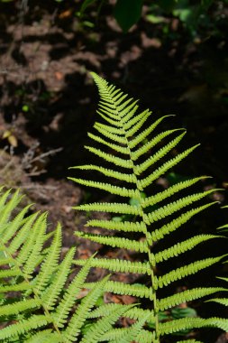 Tipik erkek eğreltiotu yaprakları - Latince adı - Dryopteris filix-mas
