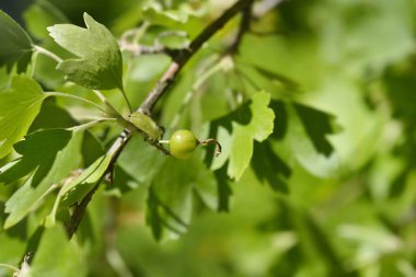 Olgunlaşmamış meyveli altın frenk üzümü dalı - Latince adı Ribes aureum