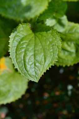Sarı maymun yaprağı - Latince adı - Mimulus luteus
