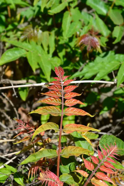 Cennetin yeni yaprakları - Latince adı - Ailanthus altissima