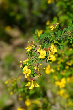 Sarı çiçekli Vetch-benzeri koronilla dalı - Latince adı - Hipocrepis emerus subsp. emeroidler