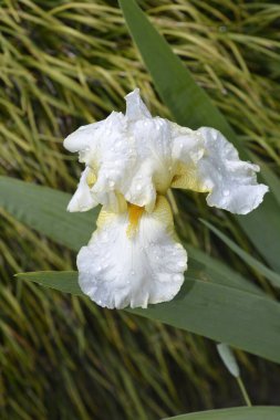 Su damlalı uzun sakallı iris çiçeği - Latince adı - Iris barbata elatior Country Manor