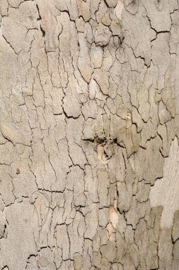 London plane bark detail - Latin name - Platanus x hispanica