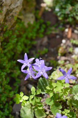 İstrian çan çiçeği mavi çiçekleri - Latince adı - Campanula istriaca