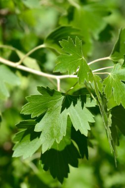 Latince adı Ribes aureum olan yapraklı altın frenk üzümü dalı